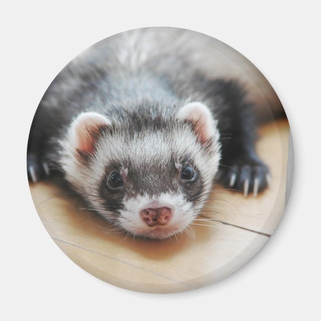 Sable Ferret Magnet (Framsidan)
