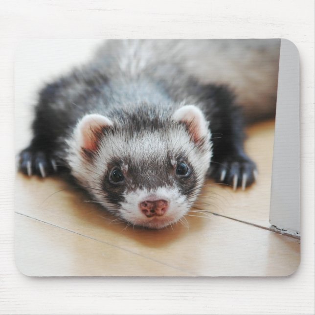Sable Ferret Musmatta (Framsidan)