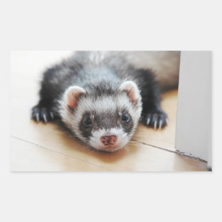 Sable Ferret Rektangulärt Klistermärke