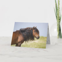 Sable Island Stallion - Vild Horse Greting Card