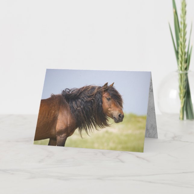 Sable Island Stallion - Vild Horse Greting Card Kort (Framsida)