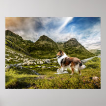 Sable Rough Collie and Lamb samlare Sheep -