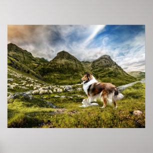 Sable Rough Collie and Lamb samlare Sheep - Poster