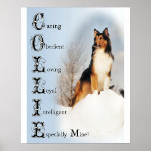 Sable Rough Collie Gifts Poster