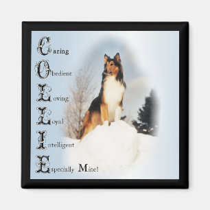 Sable Rough Collie Gips Magnet
