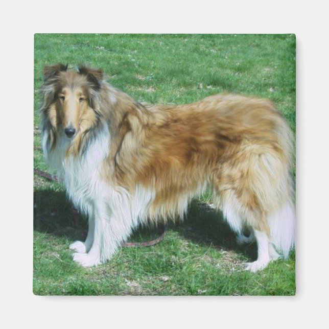 Sable Rough Collie Magnet (Framsidan)