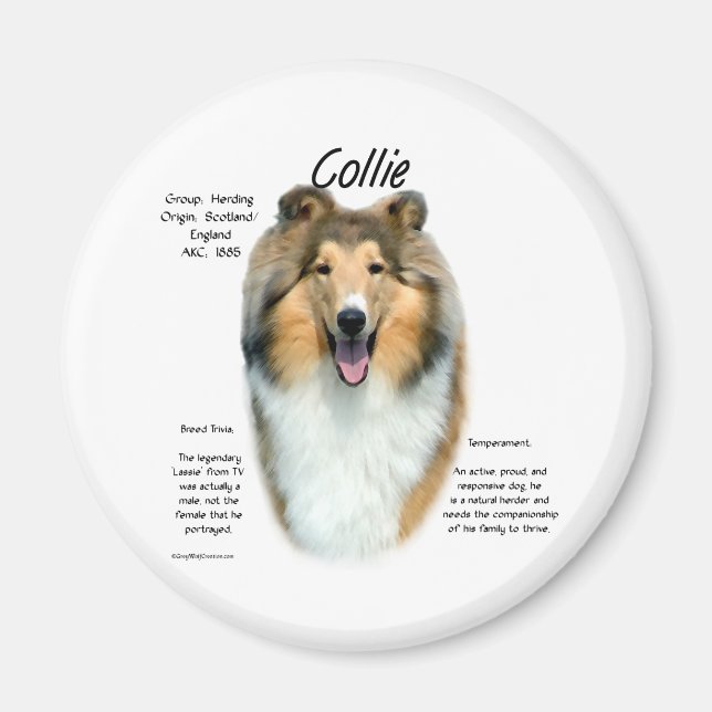 Sable Rough Collie Möte rasen - Magnet (Framsidan)