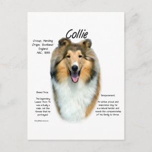 Sable Rough Collie Möte rasen Vykort