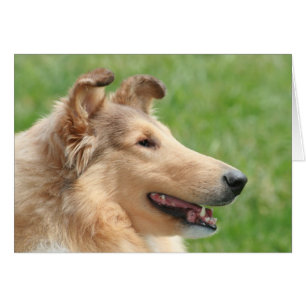 Sable Rough Collie OBS Kort