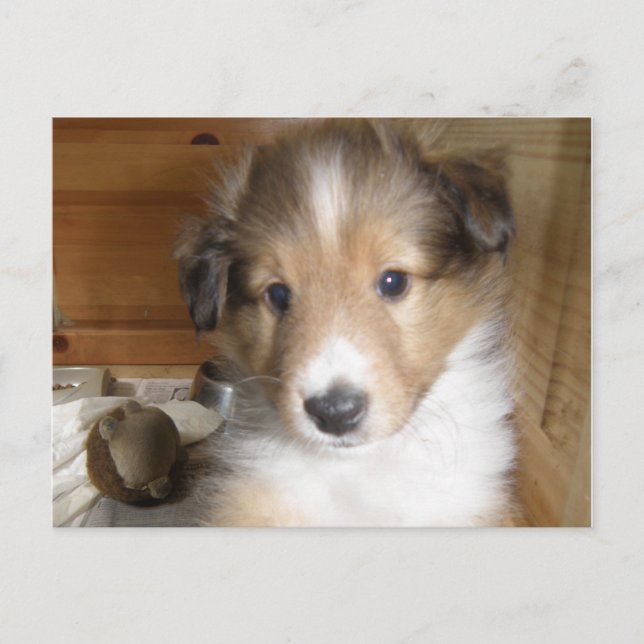 Sable Sheltie Valp Vykort (Framsida)