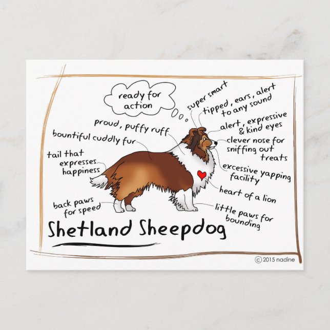 Sable sheltie vykort (Framsida)