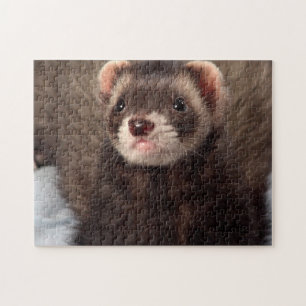Sable Weasel - Jabba the Ferret Pussel