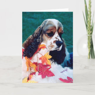 Sable white Cocker Spain Kort