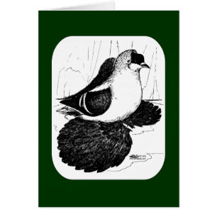 Sachsen Sväljer Pigeon 1978 OBS Kort