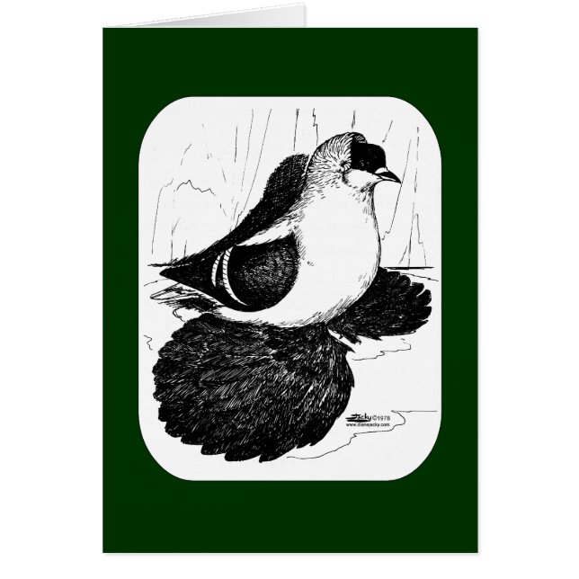 Sachsen Sväljer Pigeon 1978 OBS Kort (Framsidan)