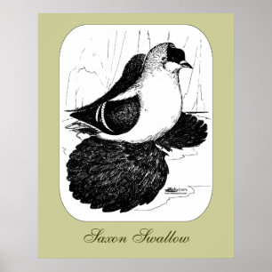 Sachsen Sväljer Pigeon 1978 Poster
