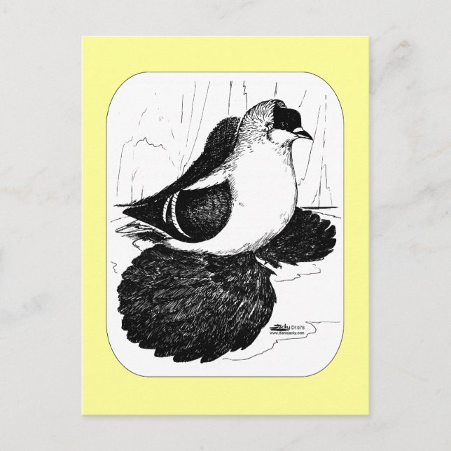 Sachsen Sväljer Pigeon 1978 Vykort (Framsida)