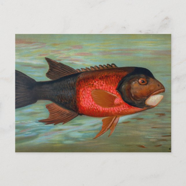 Sacramento Pike av John L Petrie Vykort (Framsida)