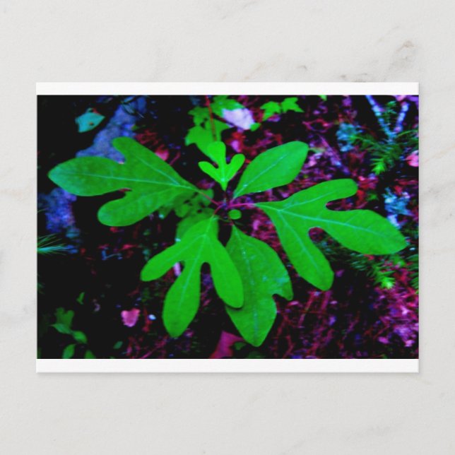 sådd2 vykort (Framsida)