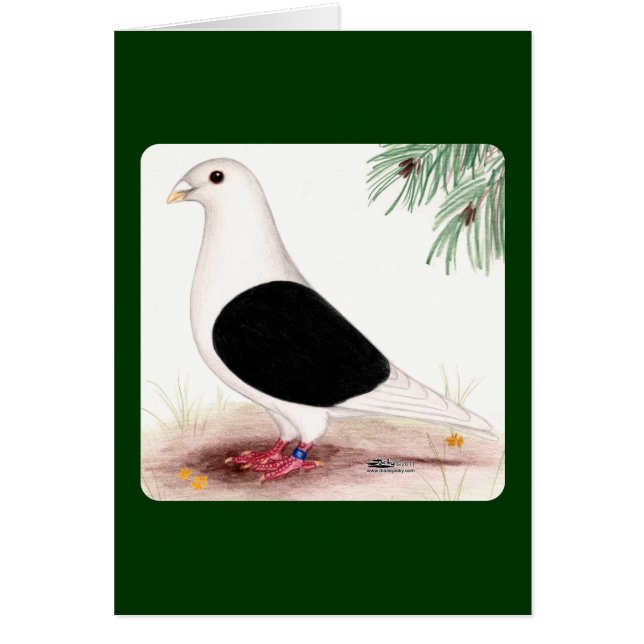 Saddle Homer Pigeon OBS Kort (Framsidan)