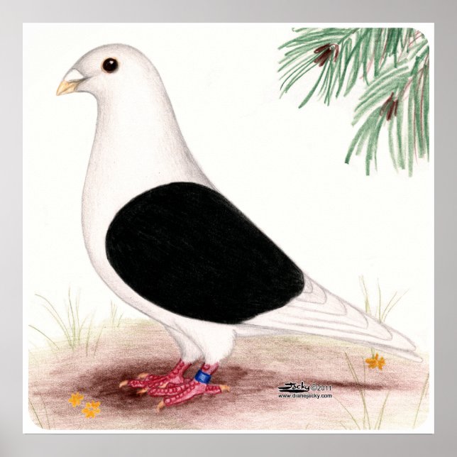 Saddle Homer Pigeon Poster (Framsidan)