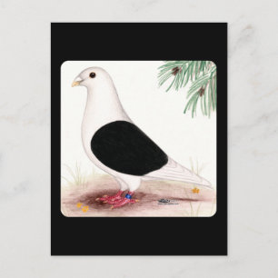 Saddle Homer Pigeon Vykort
