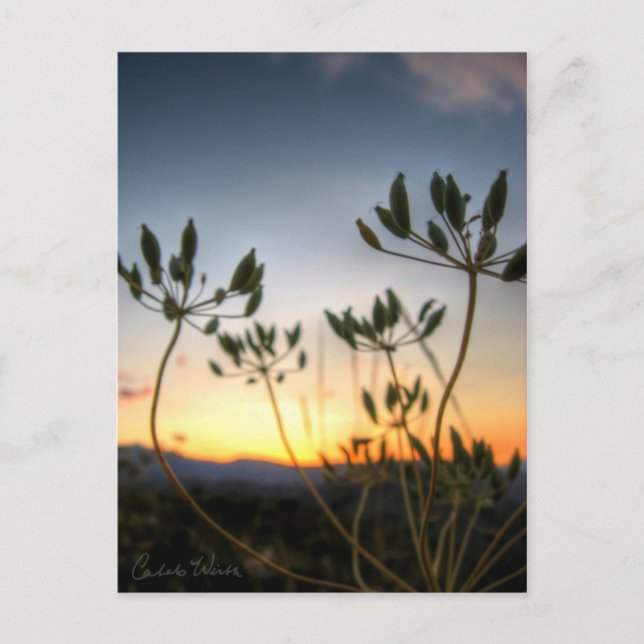 Saddle Sten Sunset Vykort (Framsida)