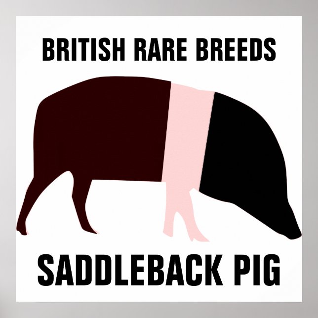 Saddleback Gris Poster (Framsidan)