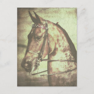 Saddlebred häst vykort