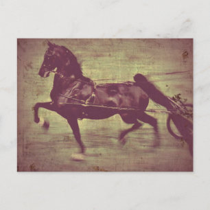 Saddlebred-sång Vykort