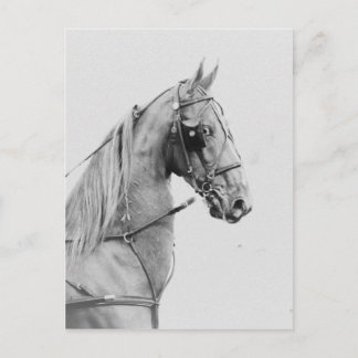 Sadelavlade bror vykort