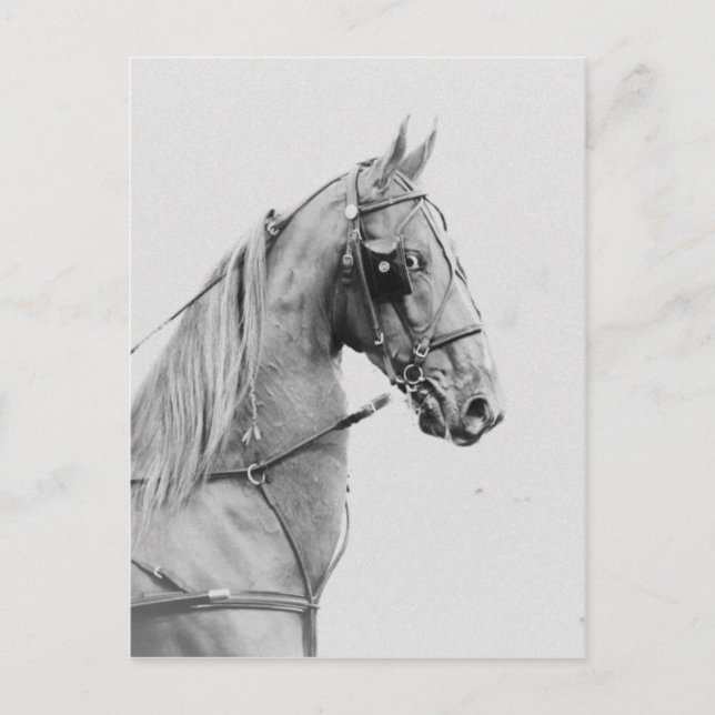 Sadelavlade bror vykort (Framsida)