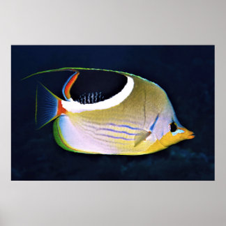 Sadelfjärilfisk Poster