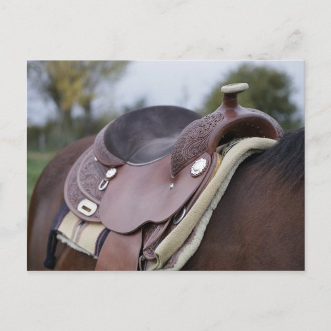 Sadelhäst Vykort (Framsida)