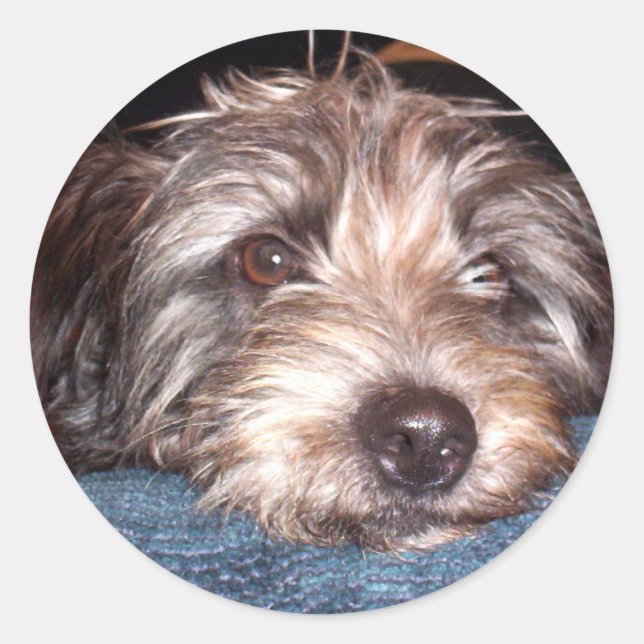 Sadie Runt Klistermärke (Framsida)