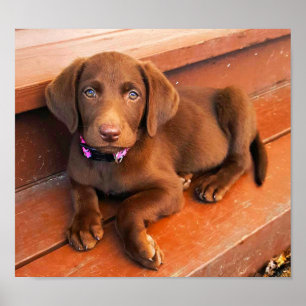 Sadie the Chocolate Labradoodle Poster