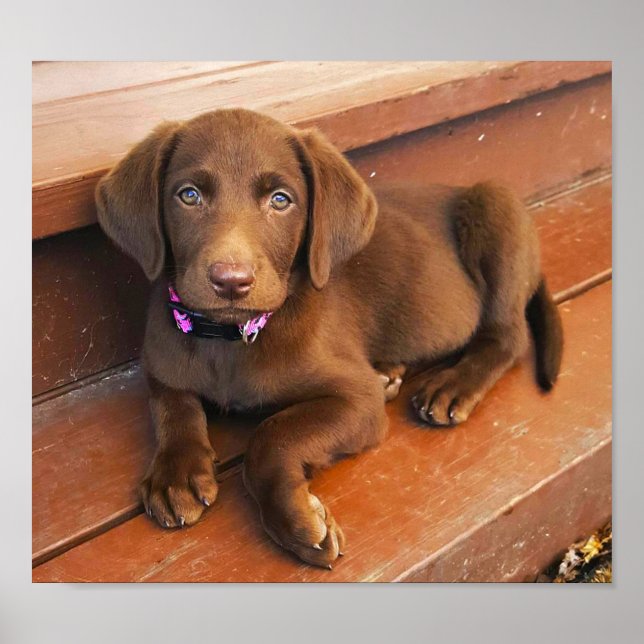 Sadie the Chocolate Labradoodle Poster (Framsidan)