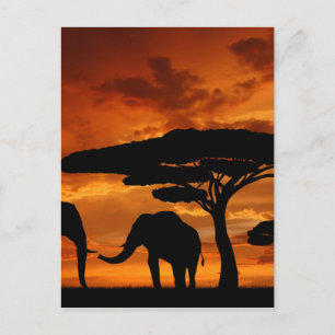Safari African Baobab träd elephant silhouette Vykort