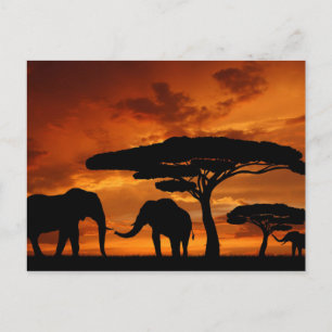 Safari African Baobab träd elephant silhouette Vykort
