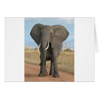 Safari African Jungle Destiny Animals Elephants Hälsningskort