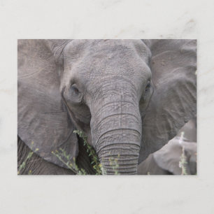 Safari African Jungle Destiny Animals Elephants Vykort
