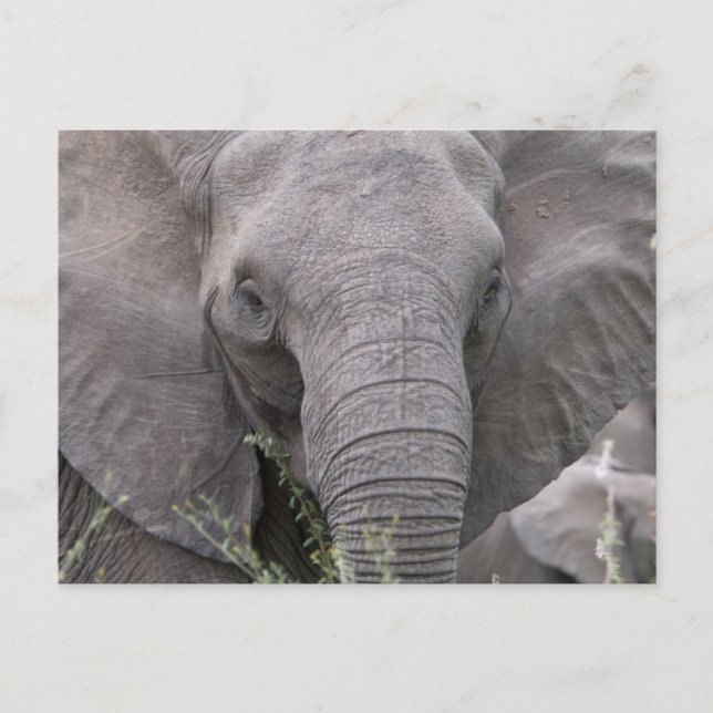 Safari African Jungle Destiny Animals Elephants Vykort (Framsida)
