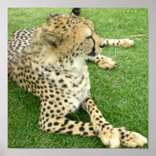 Safari Afrika Adsible Cute Charm Mod Cheetah Poster