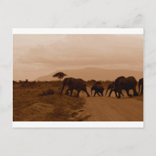 Safari Afrika Cute Adsible Destiny Elephant Vykort