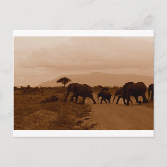 Safari Afrika Cute Adsible Destiny Elephant Vykort (Framsida)
