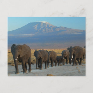 Safari Afrika Cute Adsible Destiny Elephant Vykort