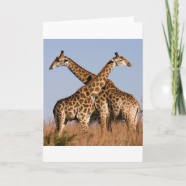 Safari Afrika Mod Chic Classy Destiny Giraffe Kort
