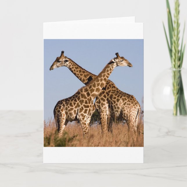 Safari Afrika Mod Chic Classy Destiny Giraffe Kort (Framsida)