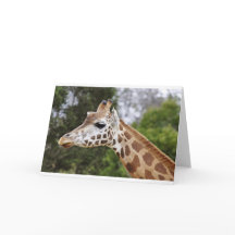 Safari Afrika Mod Elegant Destin Giraff