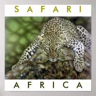 Safari Afrika Poster